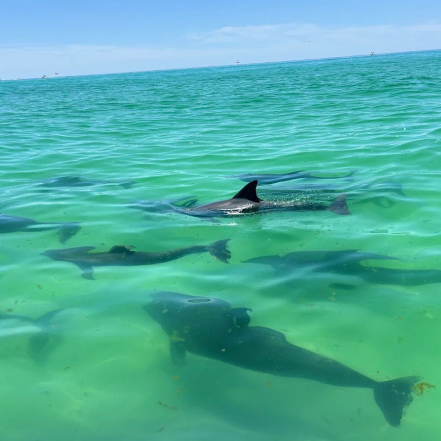 Destin & 30A Bachelorette Party Ideas | Crab Island Dolphin Tours | Stag & Hen