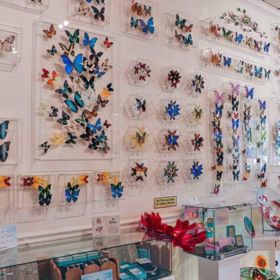 Key West Bachelorette Party Ideas | Key West Butterfly & Nature Conservatory | Stag & Hen