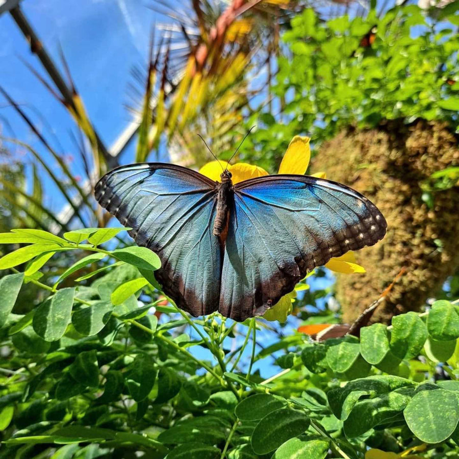 Key West Bachelorette Party Ideas | Key West Butterfly & Nature Conservatory | Stag & Hen